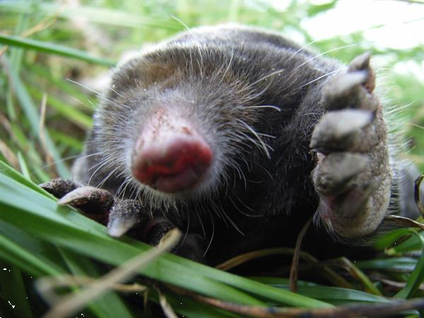 Grote foto mollenvanger diensten en vakmensen ongediertebestrijding