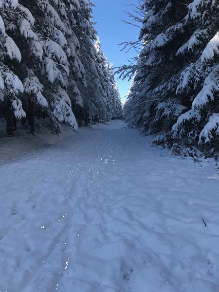 Grote foto huisdieren mee naar ardennen 2 pers petit gite vakantie huisdieren mee op reis