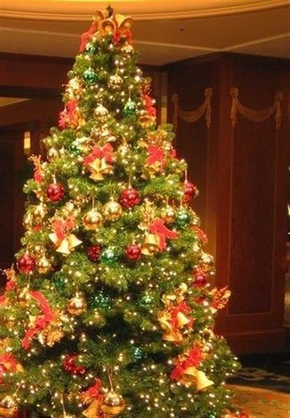 Grote foto opgetuigde kerstbomen afbeeldingen info diversen kerst