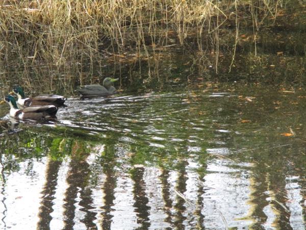 Grote foto recreatiepark op de grens van friesland groningen en drenthe vakantie campings