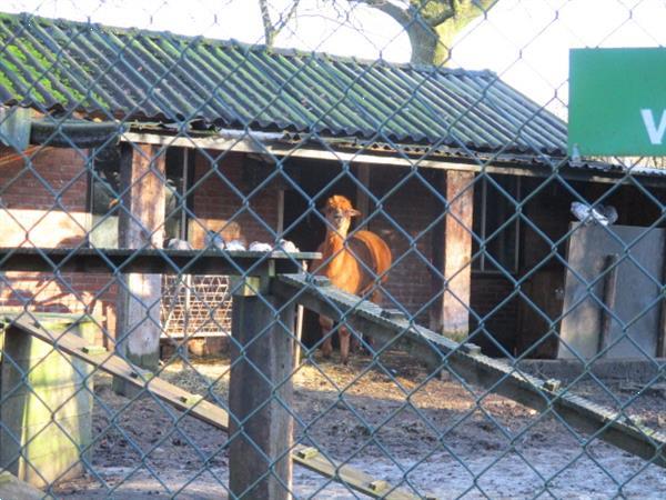 Grote foto vakantiewoningen chalets voor kort langere periode te huur o caravans en kamperen overige caravans en kamperen