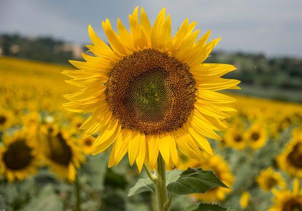 Grote foto vakantie op landgoed montesoffio in le marche vakantie italie