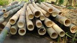 Grote foto bamboepalen bamboestokken te koop tuin en terras tuinhout en palen