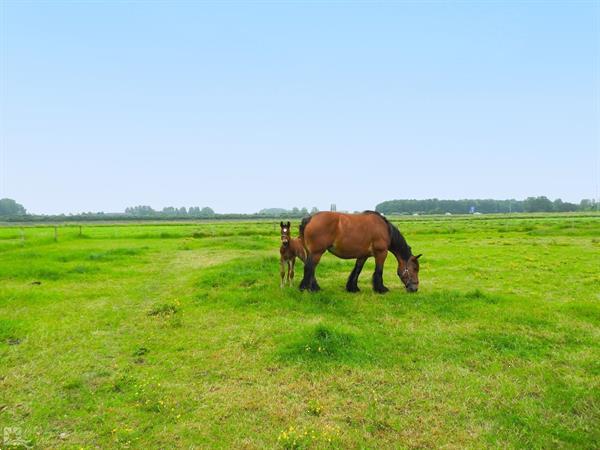 Grote foto nieuw luxe 4 persoons vakantieappartement in serooskerke bi vakantie nederland zuid