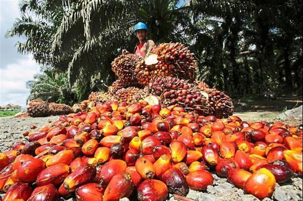 Grote foto palmolie ruwe en geraffineerd biodiesel agrarisch akkerbouw