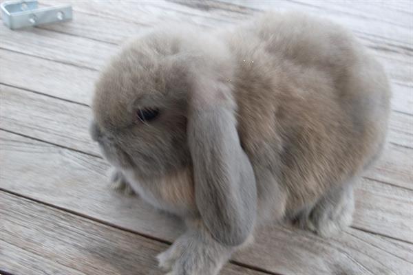 Grote foto schattige nederlandse hangoordwergjes te koop. dieren en toebehoren konijnen