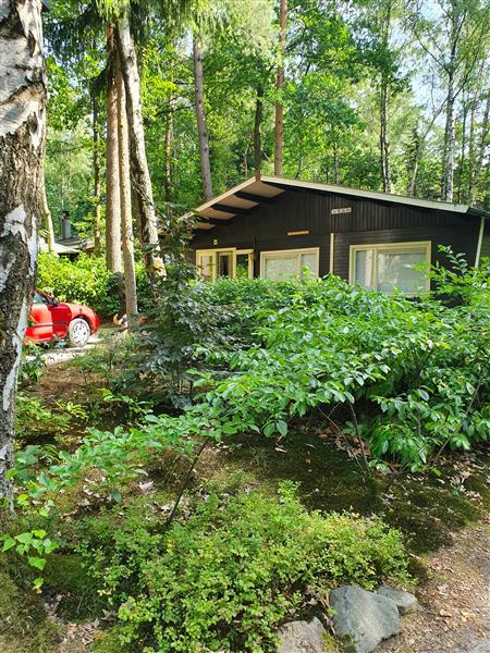 Grote foto bos chalet te huur 9 km van maastricht vakantie nederland zuid