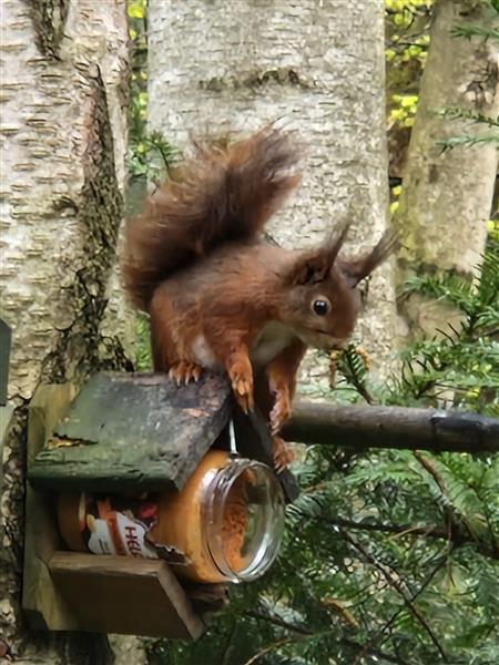 Grote foto bos chalet te huur 9 km van maastricht vakantie nederland zuid