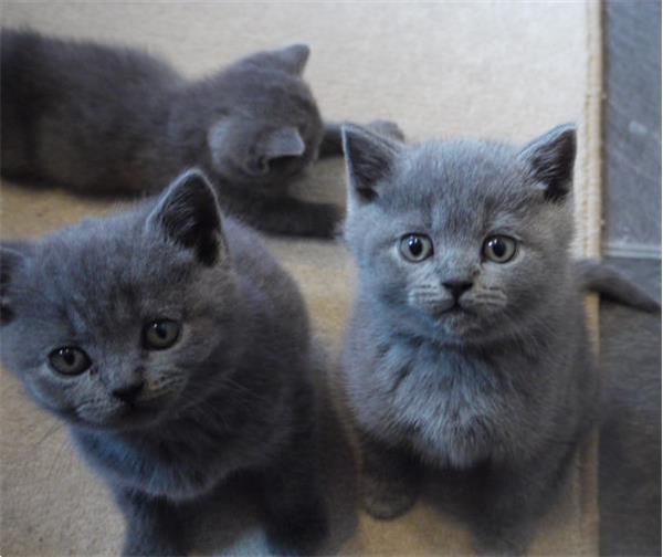Grote foto geregistreerde schattige britse korthaar kittens dieren en toebehoren raskatten korthaar
