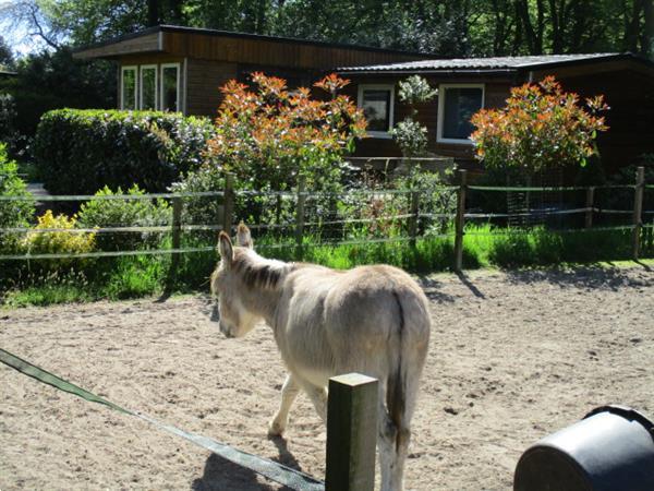 Grote foto camping trimunt verhuur van woonruimte voor korte langere pe caravans en kamperen overige caravans en kamperen