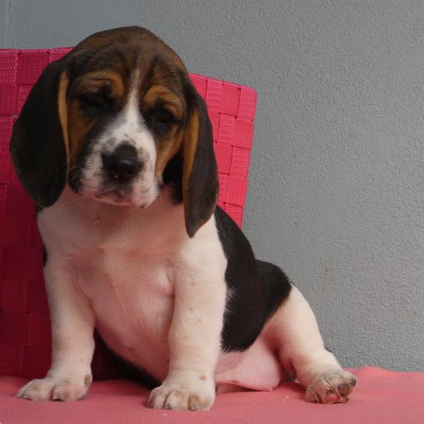 Grote foto leuke beagle pupjes te koop dieren en toebehoren beagles bassets en lopende honden
