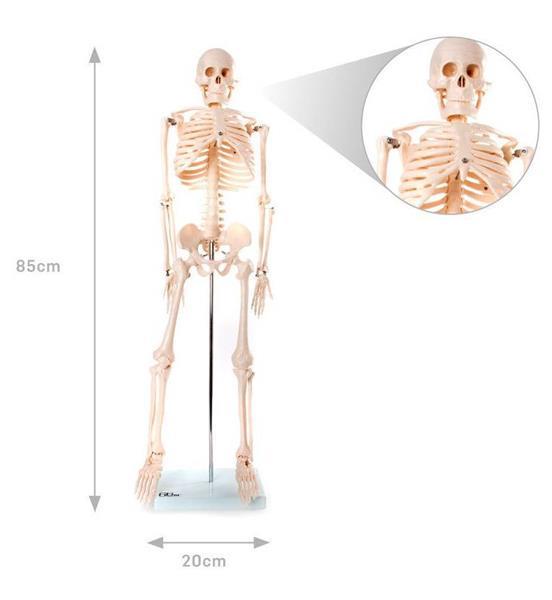 Grote foto menselijk skelet anatomiemodel 85cm diversen verpleegmiddelen en hulpmiddelen