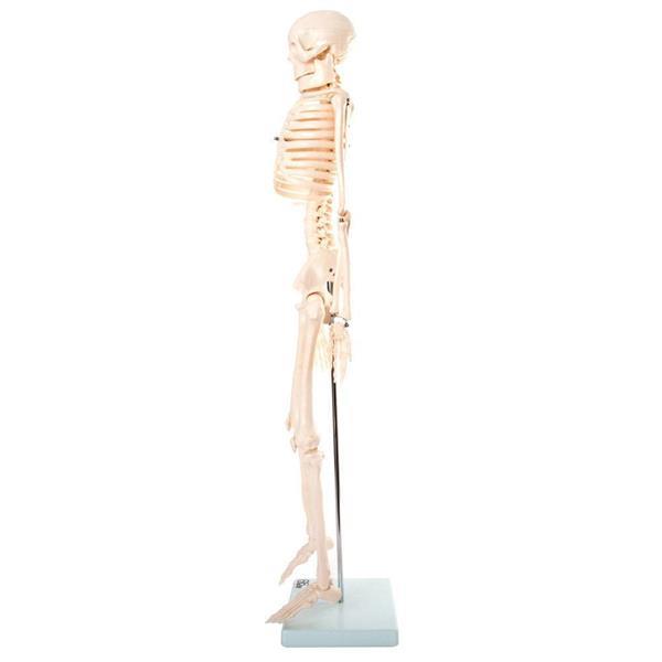 Grote foto menselijk skelet anatomiemodel 85cm diversen verpleegmiddelen en hulpmiddelen