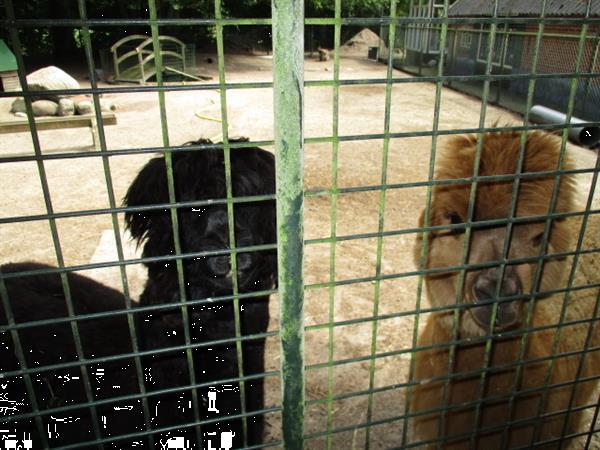 Grote foto camping op grens friesland groningen verhuur van woonruimte huizen en kamers recreatiewoningen