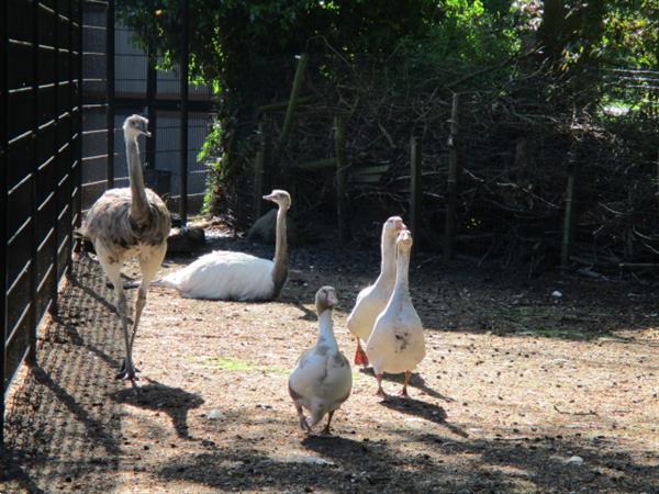 Grote foto verhuur van tijdelijke woningen stacaravans chalets op prach caravans en kamperen overige caravans en kamperen