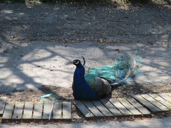 Grote foto verhuur van gemeubileerde vakantiewoningen voor korte langer caravans en kamperen overige caravans en kamperen