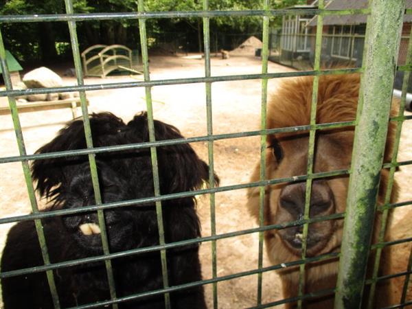 Grote foto verhuur van woonruimte op rustiek park nabij drachten gronin caravans en kamperen overige caravans en kamperen