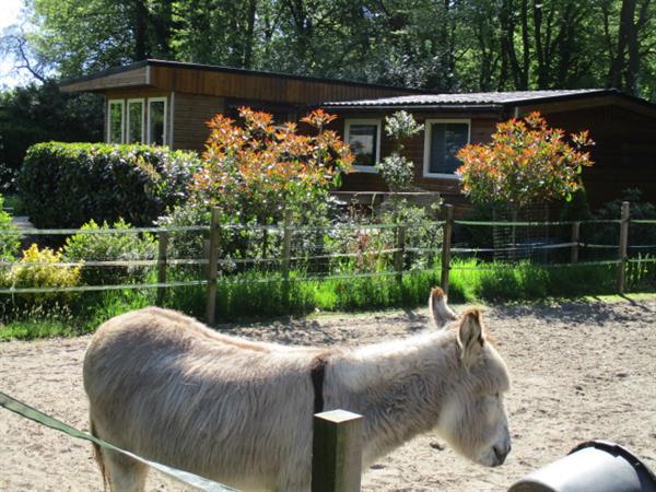 Grote foto tijdelijk werk groningen huur direct woonruimte chalet staca vakantie campings