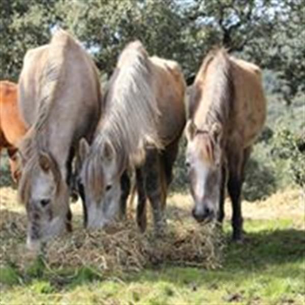 Grote foto paard in nood spanje dieren en toebehoren paarden