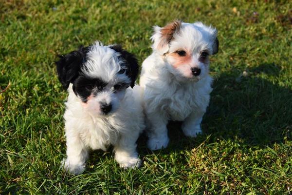 Menda City ozon Uitstroom Boomer Pups Kopen | Chihuahua's en Gezelschapshonden