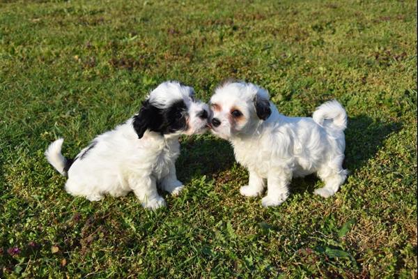 Menda City ozon Uitstroom Boomer Pups Kopen | Chihuahua's en Gezelschapshonden