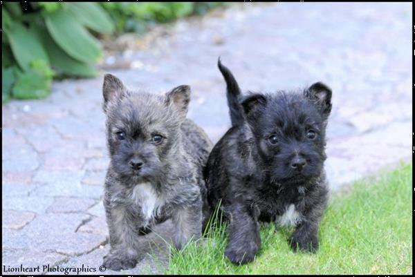 Grote foto cairn terrier pups dieren en toebehoren jack russells en terri rs