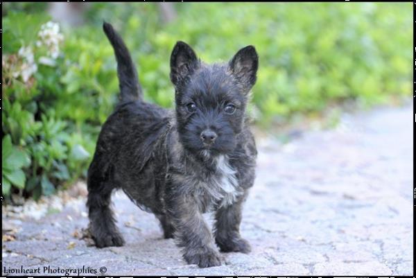 Grote foto cairn terrier pups dieren en toebehoren jack russells en terri rs