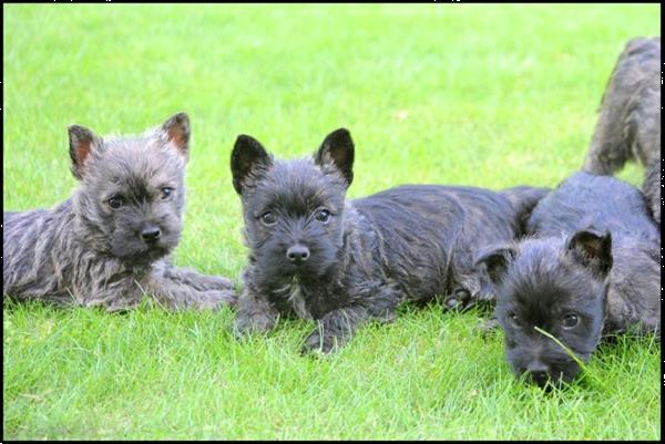 Grote foto cairn terrier pups dieren en toebehoren jack russells en terri rs