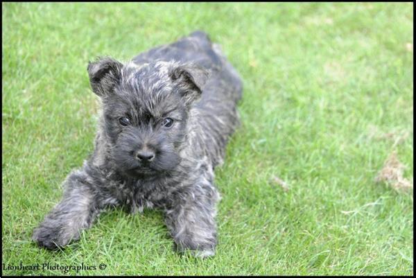 Grote foto cairn terrier pups dieren en toebehoren jack russells en terri rs