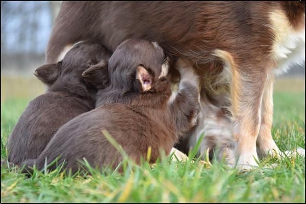 Grote foto chihuahua pups dieren en toebehoren chihuahua en gezelschapshonden