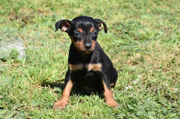 Grote foto dwergpincher pups dieren en toebehoren bulldogs pinschers en molossers