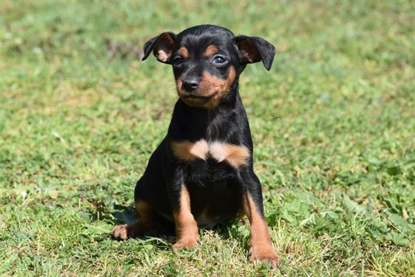 Grote foto dwergpincher pups dieren en toebehoren bulldogs pinschers en molossers