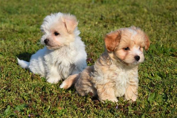 Grote foto havanezer pups dieren en toebehoren chihuahua en gezelschapshonden
