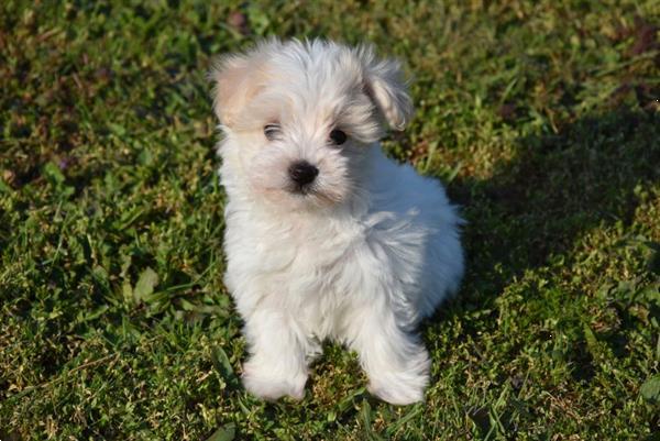 Grote foto havanezer pups dieren en toebehoren chihuahua en gezelschapshonden