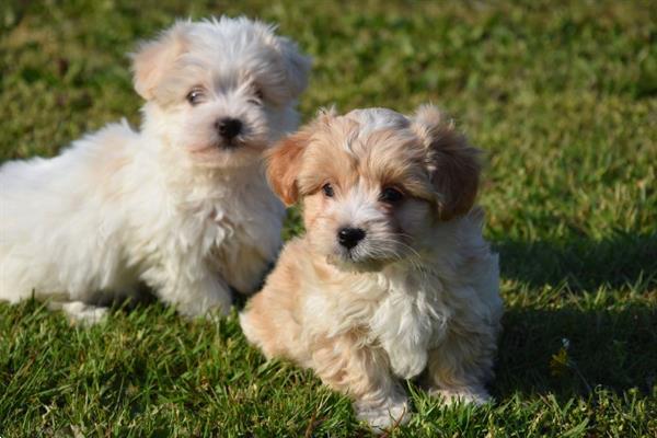 Grote foto havanezer pups dieren en toebehoren chihuahua en gezelschapshonden