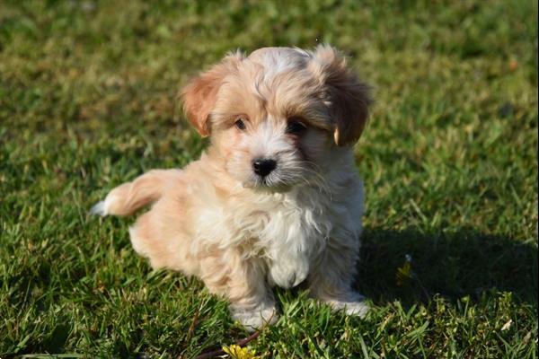 Grote foto havanezer pups dieren en toebehoren chihuahua en gezelschapshonden