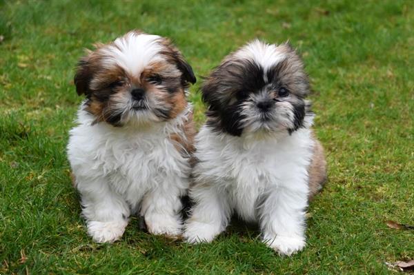 Grote foto shih tzu pups dieren en toebehoren chihuahua en gezelschapshonden