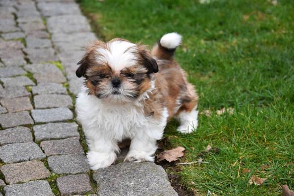 Grote foto shih tzu pups dieren en toebehoren chihuahua en gezelschapshonden