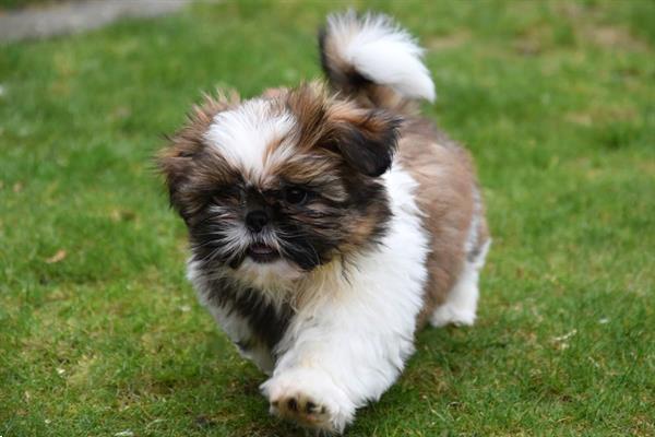 Grote foto shih tzu pups dieren en toebehoren chihuahua en gezelschapshonden