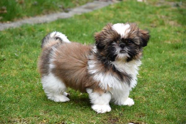 Grote foto shih tzu pups dieren en toebehoren chihuahua en gezelschapshonden