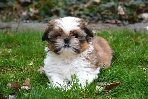 Grote foto shih tzu pups dieren en toebehoren chihuahua en gezelschapshonden