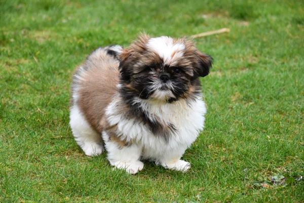 Grote foto shih tzu pups dieren en toebehoren chihuahua en gezelschapshonden