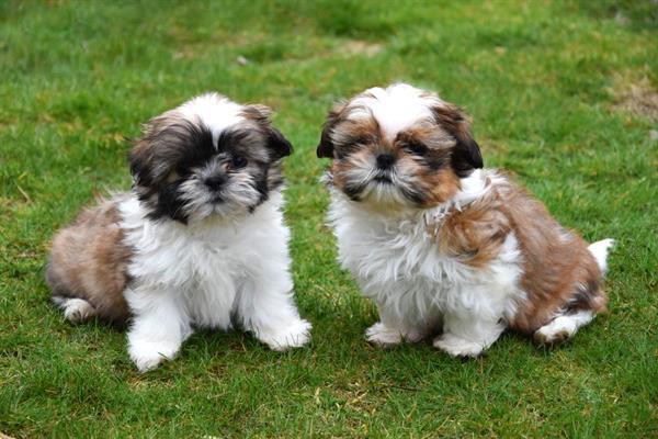 Grote foto shih tzu pups dieren en toebehoren chihuahua en gezelschapshonden