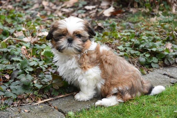 Grote foto shih tzu pups dieren en toebehoren chihuahua en gezelschapshonden