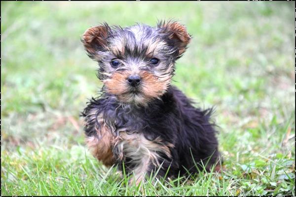 Grote foto yorkshire terrier pups dieren en toebehoren jack russells en terri rs