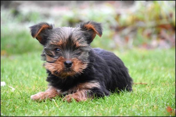 Grote foto yorkshire terrier pups dieren en toebehoren jack russells en terri rs