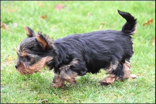 Grote foto yorkshire terrier pups dieren en toebehoren jack russells en terri rs