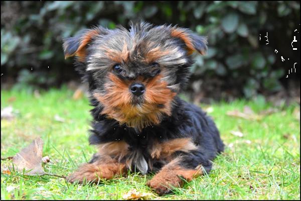 Grote foto yorkshire terrier pups dieren en toebehoren jack russells en terri rs
