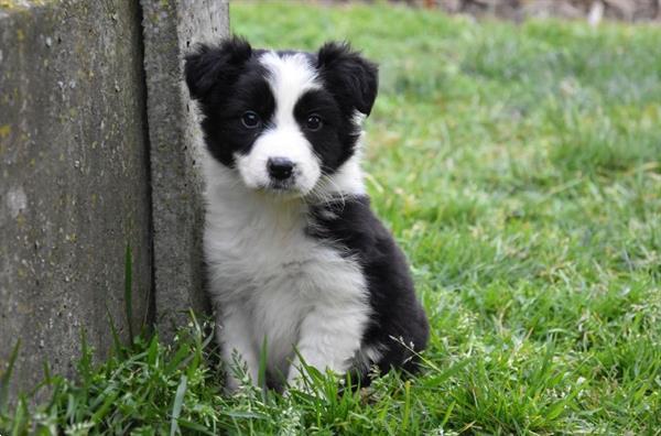 Grote foto border collie pups dieren en toebehoren herdershonden en veedrijvers
