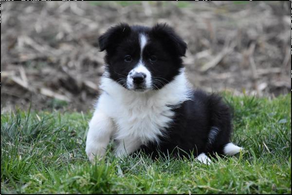 Grote foto border collie pups dieren en toebehoren herdershonden en veedrijvers
